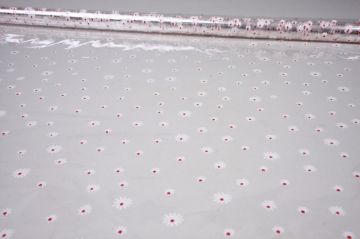 Ролик 70см х8м пленка полипропилен с рисунком Маргаритки 1/10