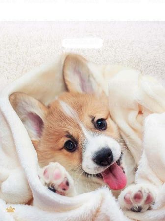 Пакет с вырубной ручкой (38х45)-60 Малыш Веня ламинат Тико 50/500